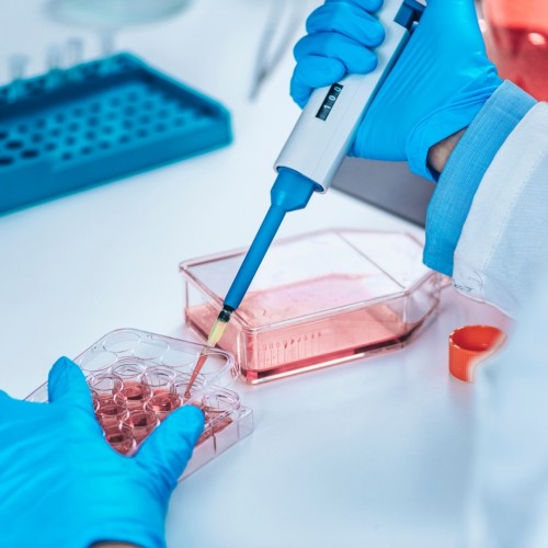 Desafios e solu&ccedil;&otilde;es na pesquisa in vitro com cultivo celular de mam&iacute;feros