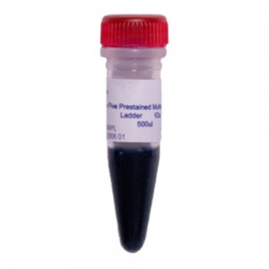 Class Five Protein Ladder Pre Stained Multicolor 3-260KDa - Frasco com 500ul
