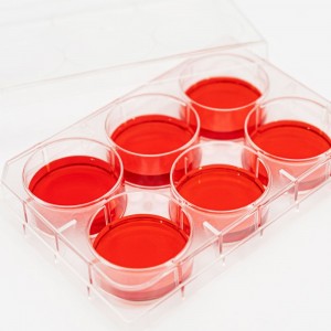 Placa para cultura celular com 6 po&ccedil;os